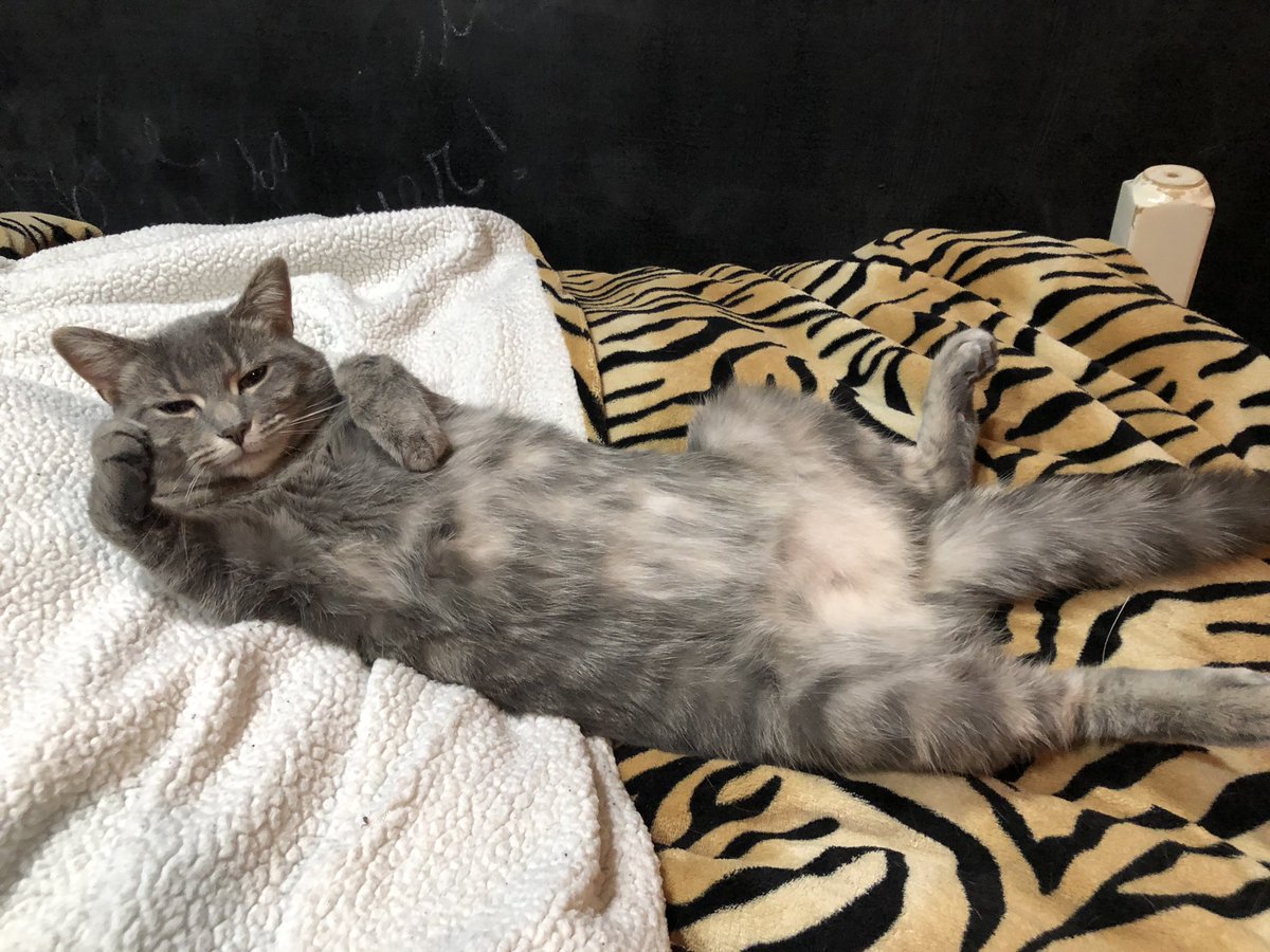 05sfranck's tweet photo. @mackyyy99 my baby luna https://t.co/xPUHNRCkun