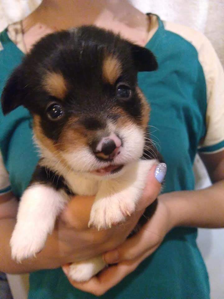 TimBit_TheCorgi's tweet photo. @GoldenKnights https://t.co/fxqmrKn89g