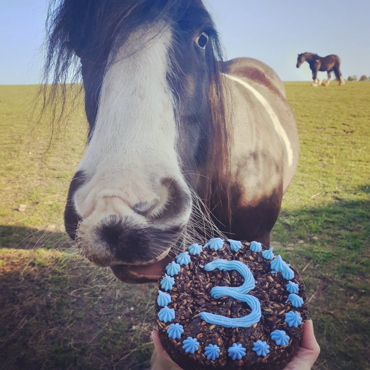 Happy Birthday Renegade 🎉🎂🎈 three today, how many likes for this gorgeous boy? #ridiculouslytasty #studmuffinstreats #ponyparty