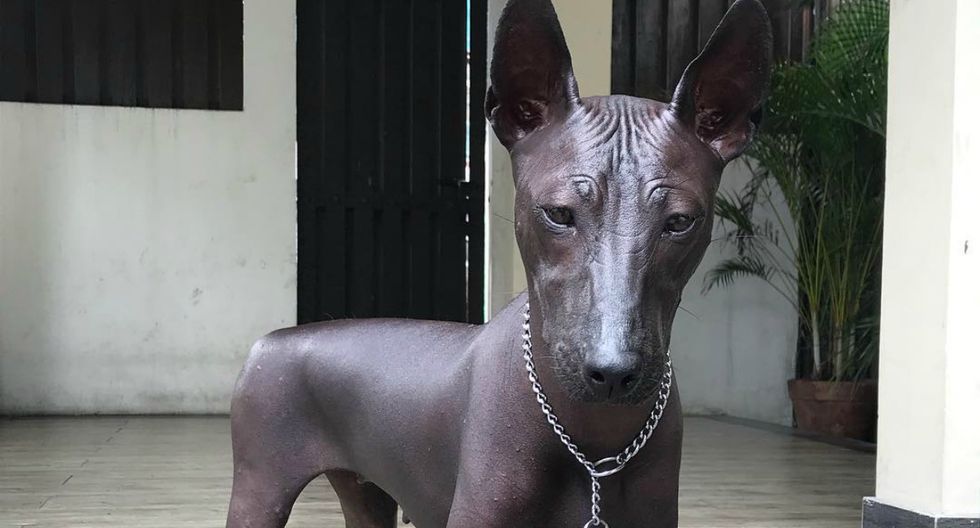 nmasforo's tweet photo. ¿Perro o Estatua? ¿Puedes resolver el reto viral del momento? 
https://t.co/BvTjAsG582 https://t.co/pcFNGRBess