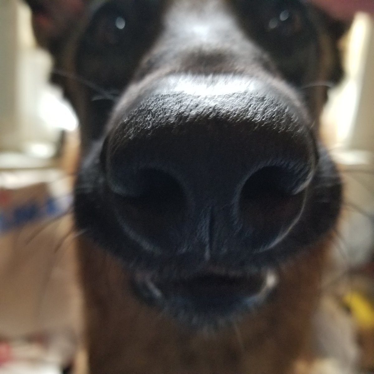 Sgt_ShaneV's tweet photo. @k9_retired BOOP to K9 Keej! Happy Retirement ๐พ๐พ#TY4YS https://t.co/dSloWLYjg8