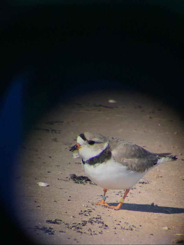 alisonkocek's tweet photo. They're baaaack! Our first NY #GLPIPL of the season was observed yesterday! 🤞 for 🐣🐣🐣🐣 https://t.co/FRwnQvBHrm