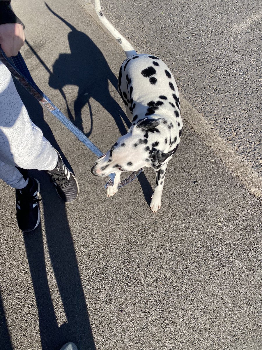 eboothio's tweet image. A dog’s lead.  
A short tragedy (2020)