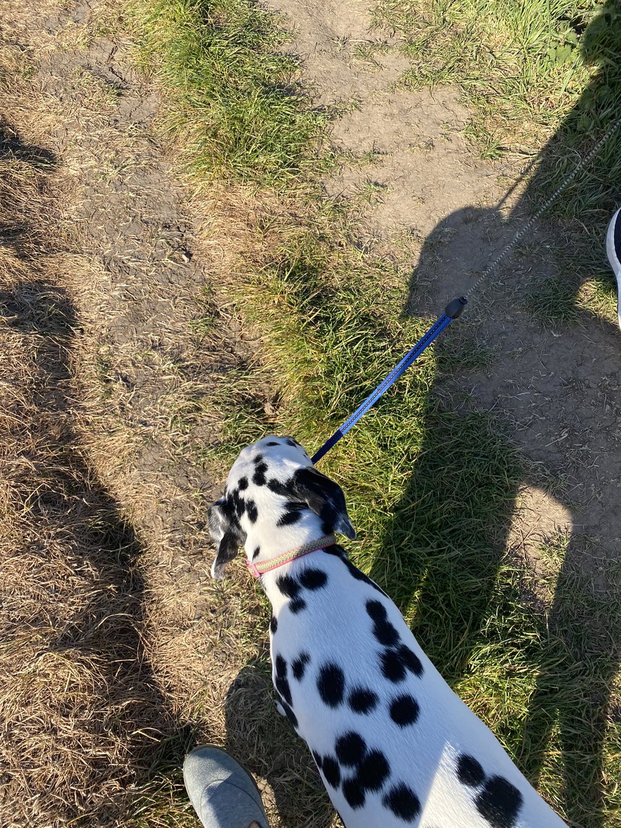 eboothio's tweet image. A dog’s lead.  
A short tragedy (2020)