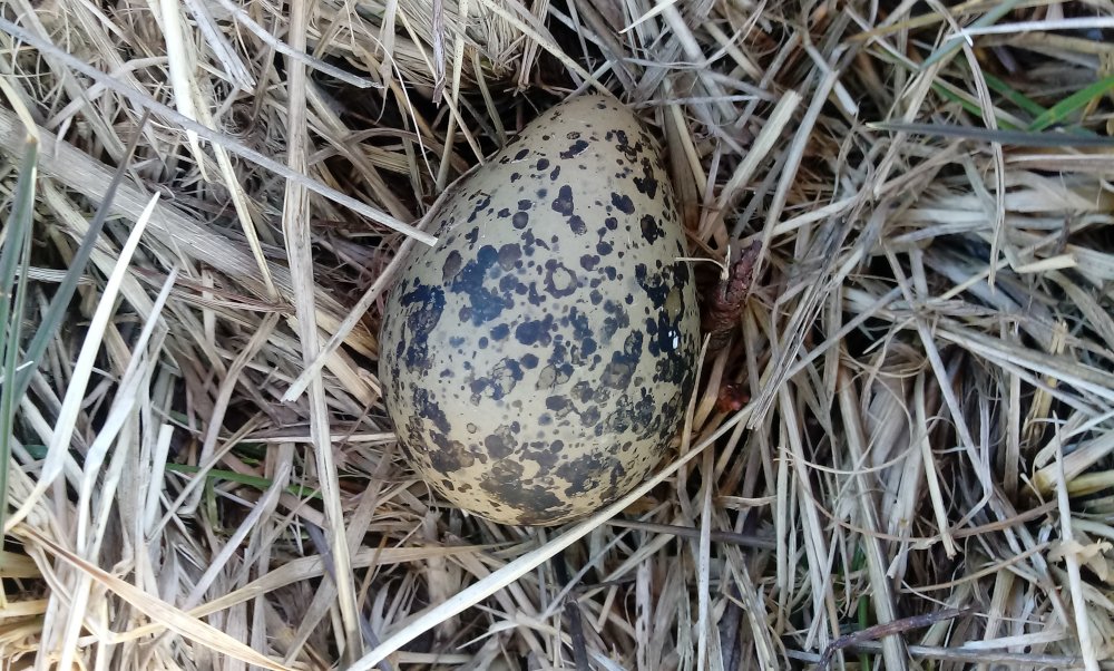 MarkoValker's tweet photo. Lapwing laid first egg. #birds #birdwatching #nature #lapwing https://t.co/ecO9qBZmlU