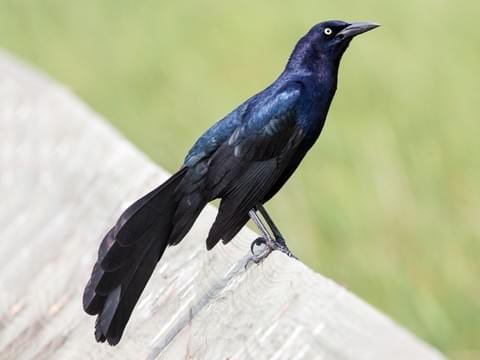 But since he did, and its clearly got a lot of folks concerned, let’s discuss! These are great-tailed grackles. Grackles look similar to crows and other corvids but are in a completely different family of birds called blackbirds.  Darren Clark