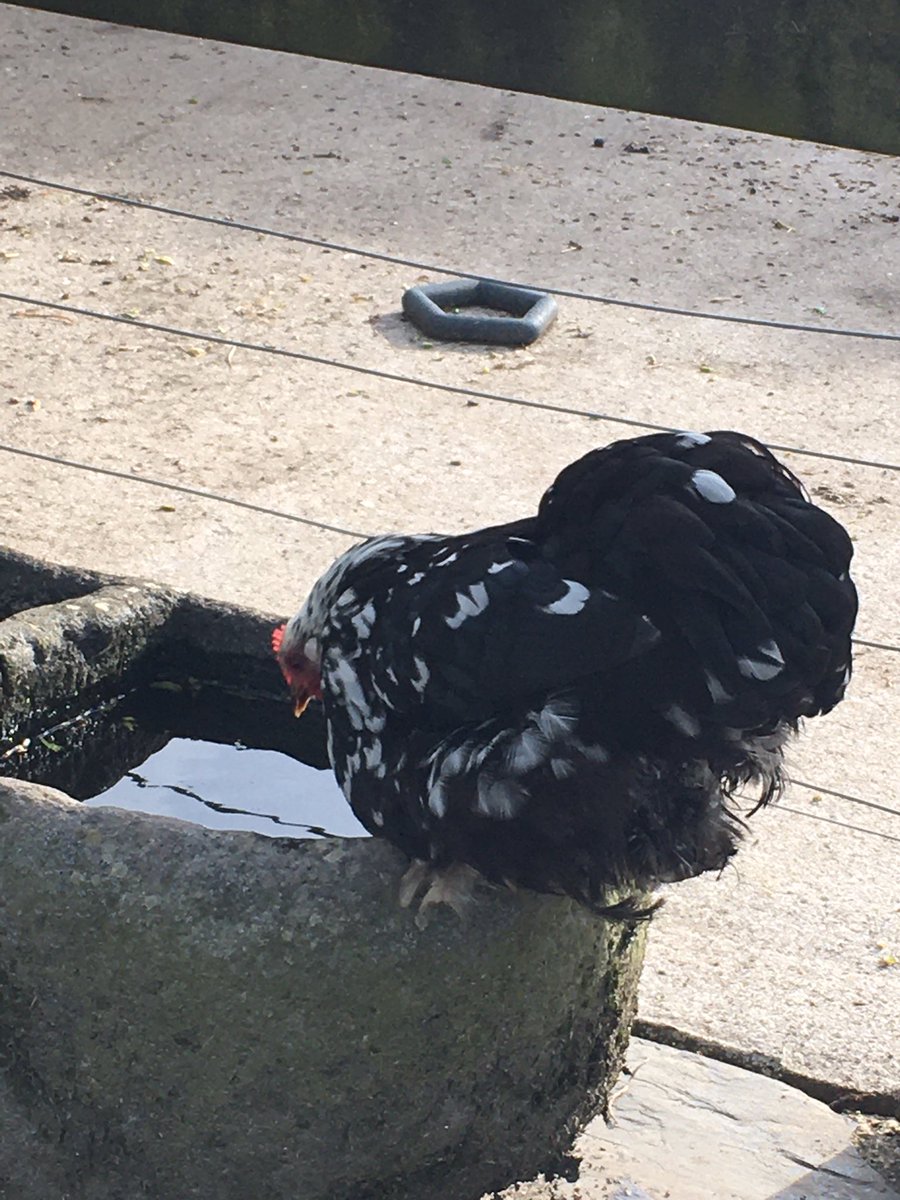 #mon1km avec les Faucons de Pen Ar’Guer Bunty &amp; Babs