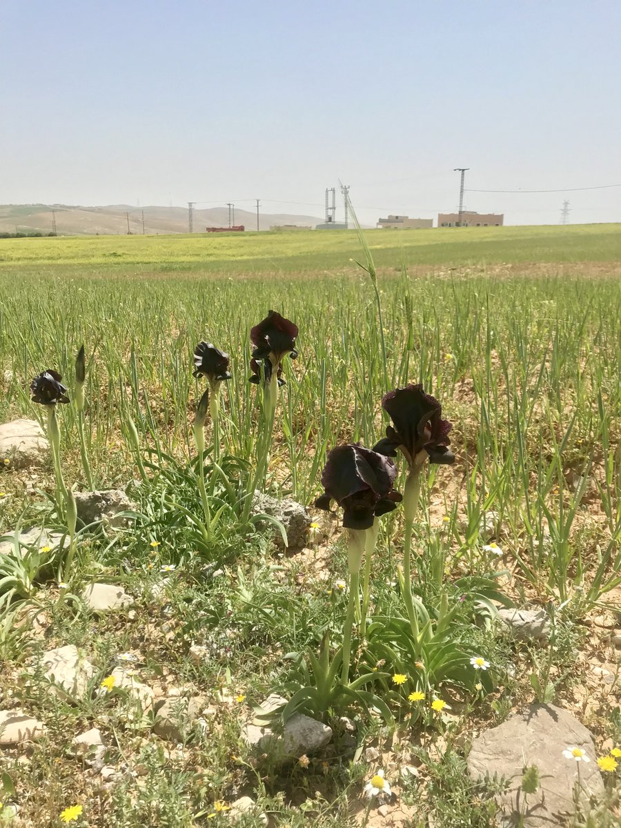 On our way now to Kerak, there are some gorgeous black Irises (Jordan's national flower) growing in the fields.