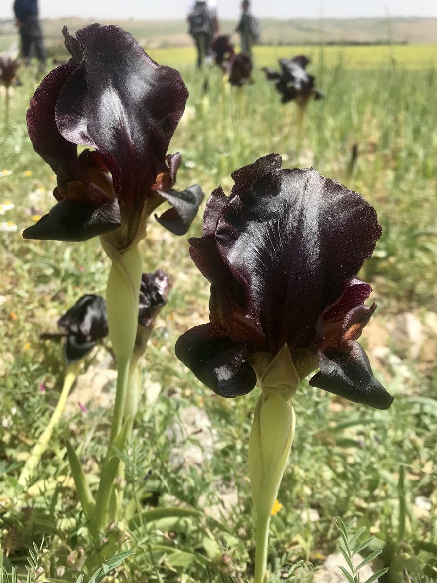 On our way now to Kerak, there are some gorgeous black Irises (Jordan's national flower) growing in the fields.