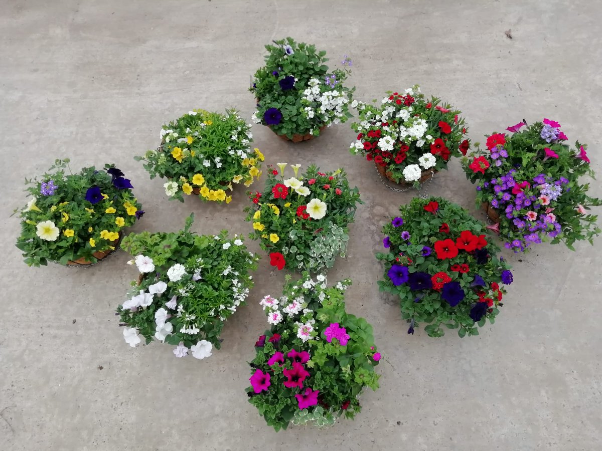 EvergreenExt's tweet image. Hanging baskets now available! Please call our sales team on 020 8770 9200 or email sales@evergreenext.co.uk for further information! 🌺