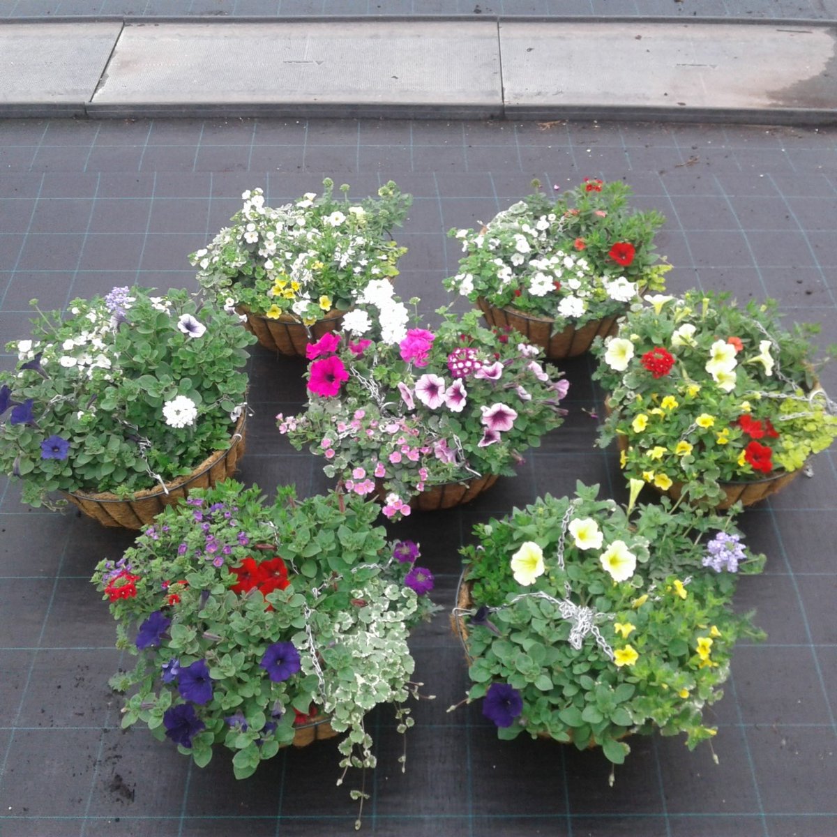 EvergreenExt's tweet image. Hanging baskets now available! Please call our sales team on 020 8770 9200 or email sales@evergreenext.co.uk for further information! 🌺