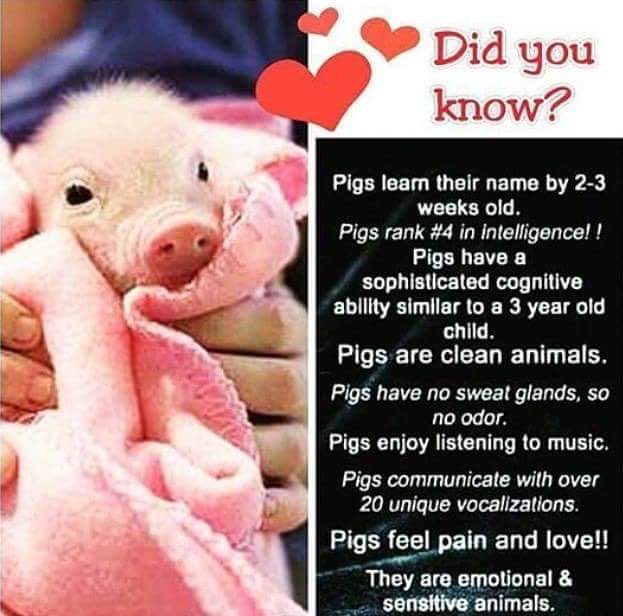 JeanJakz's tweet photo. @thehill #NotYourBacon #MeatlessTuesday #GoVegan #FyHealth https://t.co/eiIdVK7F1v