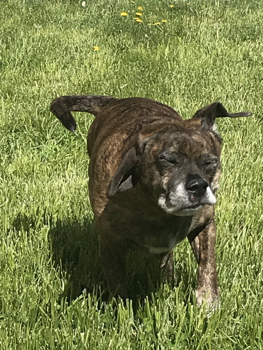 _PB_and_Jess_'s tweet photo. Ollie living his best life #derp @humorandanimals https://t.co/2eTQrkckrH