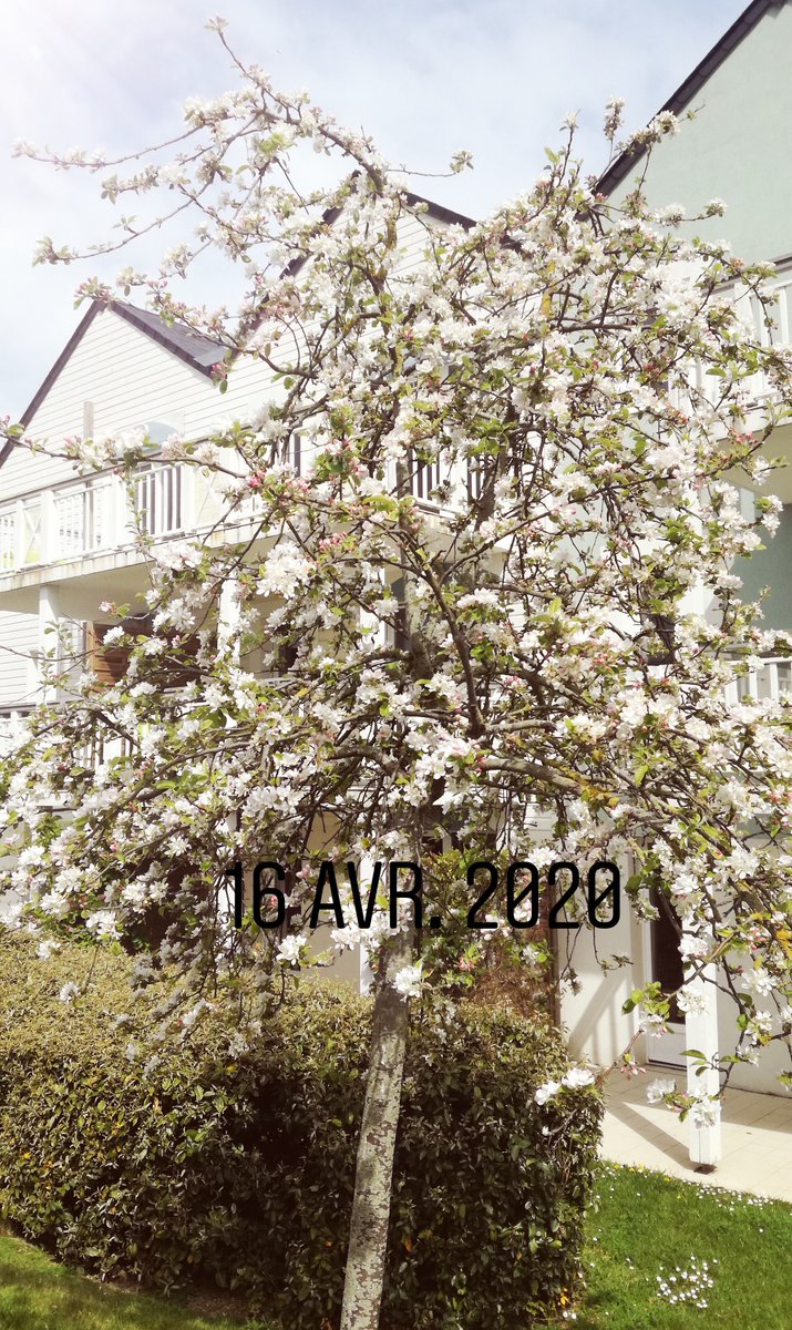 PVCourseulles's tweet image. On vous partage quelques images de notre Côte de Nacre et du printemps  @TerresdeNacre , nous pensons à vous chers clients et nous espérons vous revoir très vite  ❤❤ en @Normandie @GroupePVCP @Pierre_vacances