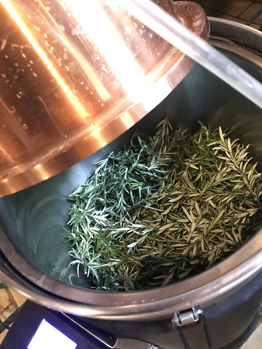 MoralityGin's tweet photo. Using the Grainfather for essential oil extraction. #grainfather #stillspirits #rosemary https://t.co/XISrzqaJLI