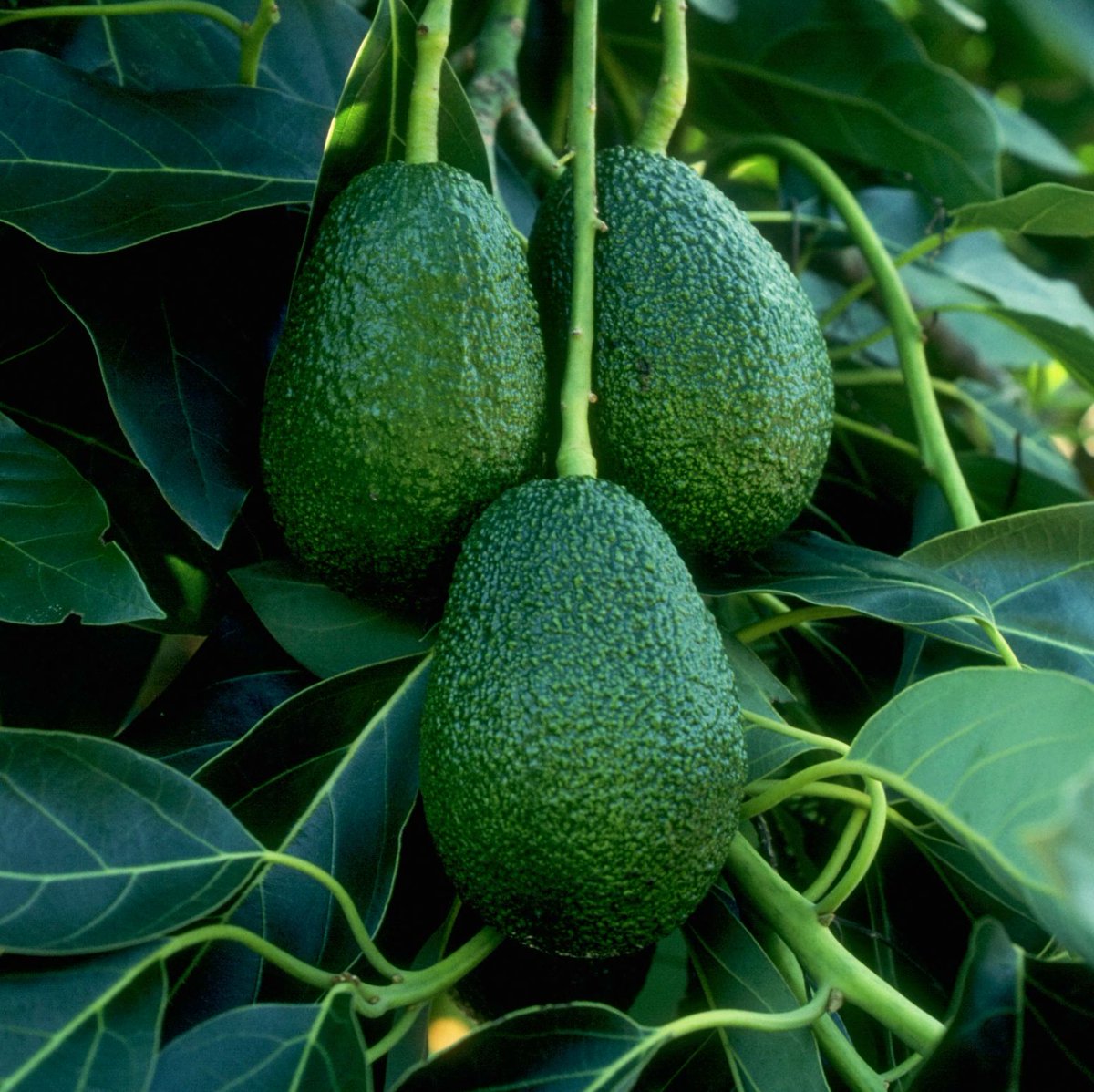 armstronggarden's tweet photo. Imagine #harvesting your own rich, delicious, #HomegrownFruit, still warm from the summer sun. Our #HorticulturalExperts have selected the best varieties of citrus, avocados, stone-fruit &amp; more, to thrive in #CaliforniaGardens. Request yours today at https://t.co/a5xQL67tAk https://t.co/drCJ9cUE73