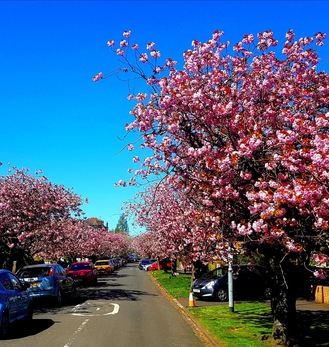 PictishBeastPub's tweet photo. The cherry blossoms were out in force in Broomhill today.

#glasgow #cherryblossons #broomhill @GlasgowWEToday @HelloGlasgowist https://t.co/5G5dL7MjAN