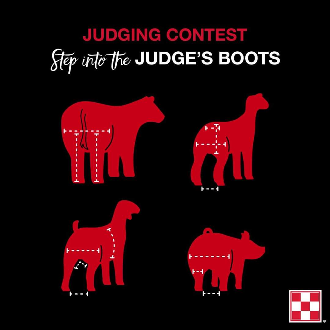 EBrownSHHS's tweet photo. 🏆 Test your livestock evaluation skills in the Judge 2 Win Virtual Judging Contest sponsored by Purina® Honor® Show. 
The contest ends Friday, April 24, so don’t sleep on your chance to place these classes! Start judging here: https://t.co/OyHAUP1tAL https://t.co/68r9XyTaK0