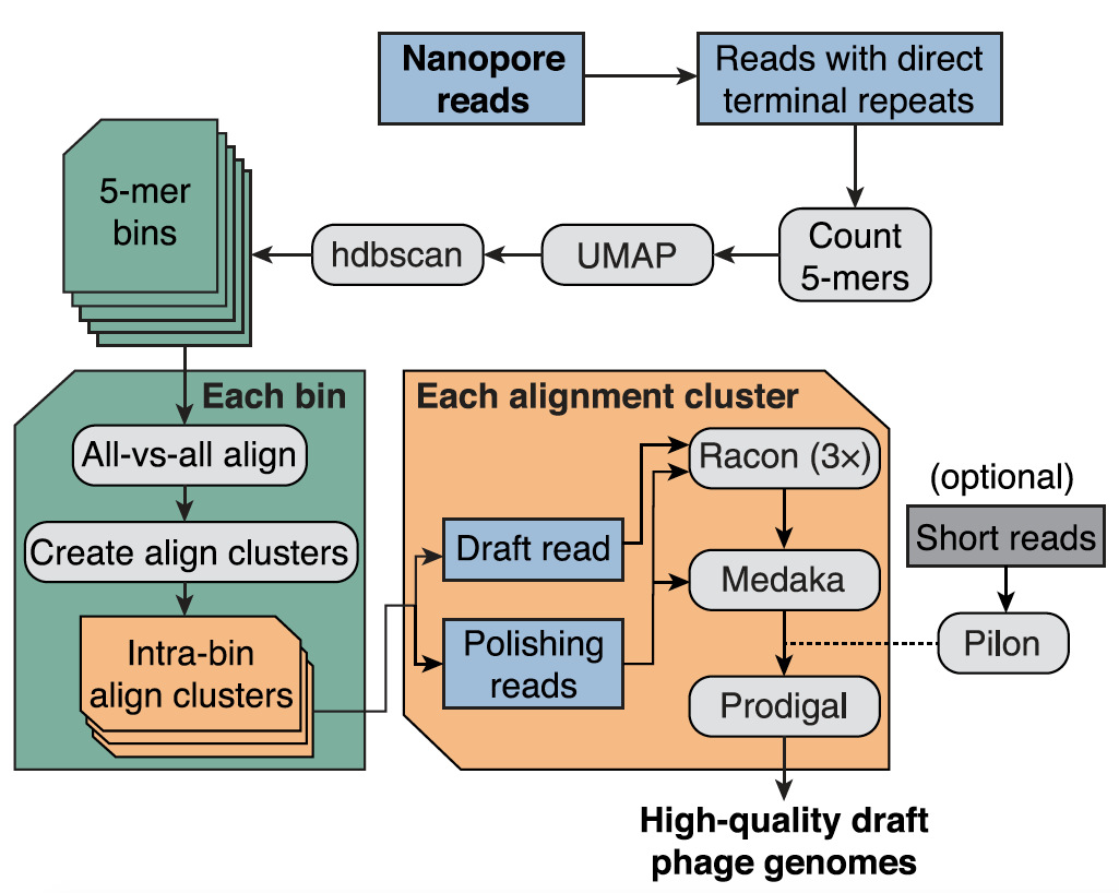 genomeresearch's tweet photo. NEW in @genomeresearch: Assembly-free single-molecule sequencing recovers complete virus genomes from natural microbial communities. FREE article --> https://t.co/nNfZEVsePg #GRopenaccess https://t.co/aP4rPZen66