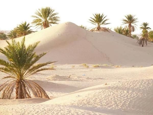 amazingAlgeriaa's tweet photo. la couleur du sable diffère d'un lieu à un autre du désert...🌴plus clair à oued souf....🌴et brique tadrart rouge....mais il reste magique quelque soit sa couleur...💕🐪 https://t.co/4tPsTIlY2r