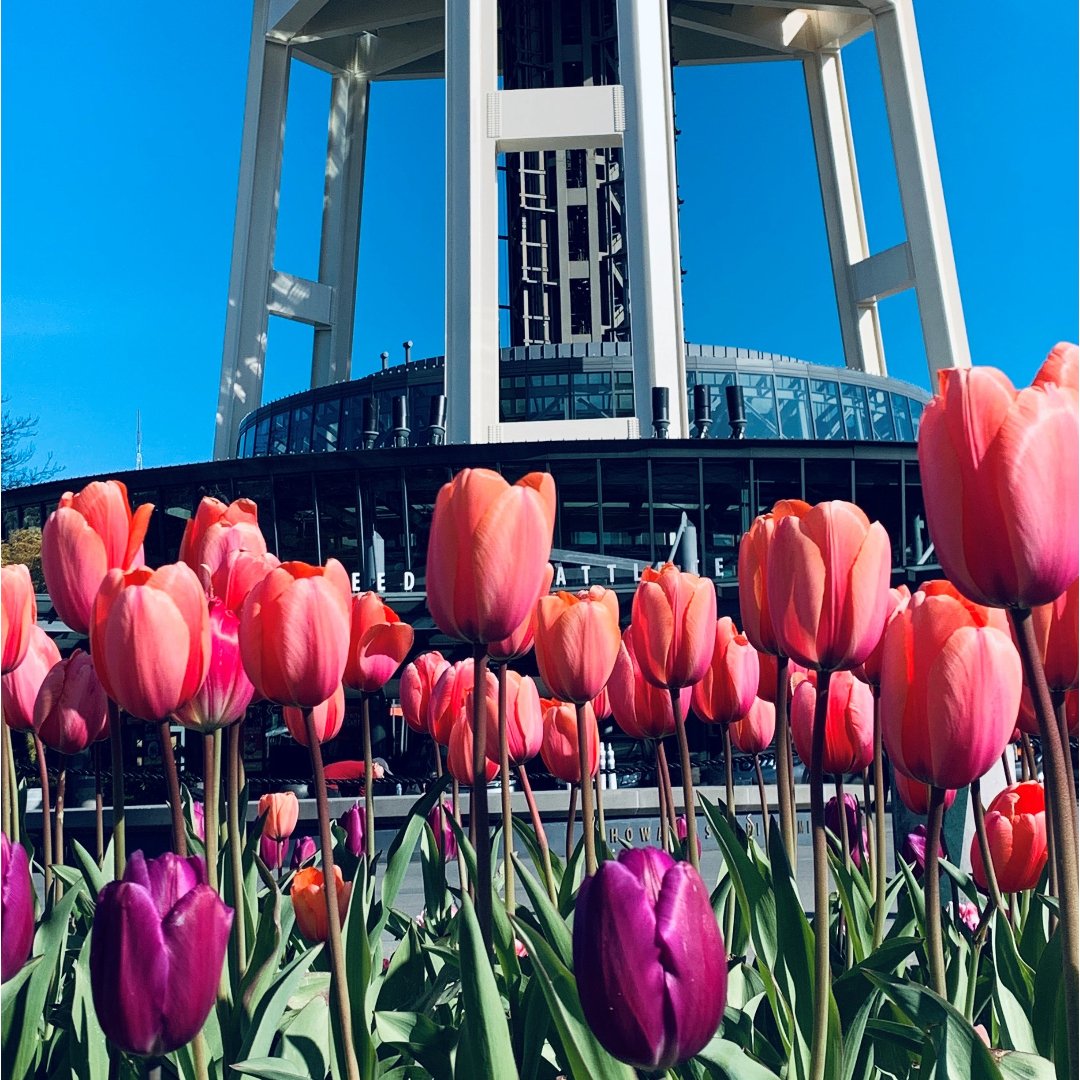 seattlecenter's tweet photo. Virtually enjoy these Tulips from Seattle Center. Did you know our Gardeners plant 100’s of bulbs each year? 🌷 #SeattleStrong #StayStrongSeattle #WeGotThisSeattle #DowntownSeattle #SeattleBeatsStrong #SeattleCenter #PWNSpring2020 #seattletogether https://t.co/eC2D1Mp1QJ
