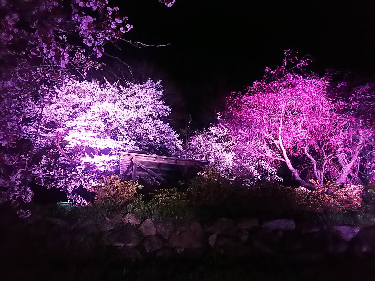 高畠町観光協会 Sur Twitter 安久津八幡神社 歴史公園 の桜にライトアップの試験点灯を実施しました 皆さん 来年の実施をお楽しみに 高畠町観光協会 Sur Twitter 安久津八幡神社 歴史公園 の桜にライトアップの試験点灯を実施しました 皆さん 来年の実施をお楽しみに