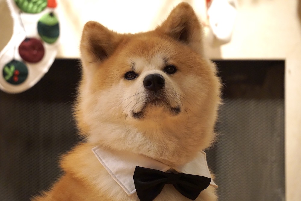 MarriottLibrary's tweet photo. Looking to de-stress? We created an online gallery of pets of staff &amp; faculty from campus libraries for you to look at. Spoiler, they are all real cute. #stressbusterweek
https://t.co/w8LqhmBEhh https://t.co/08lb1epYbu