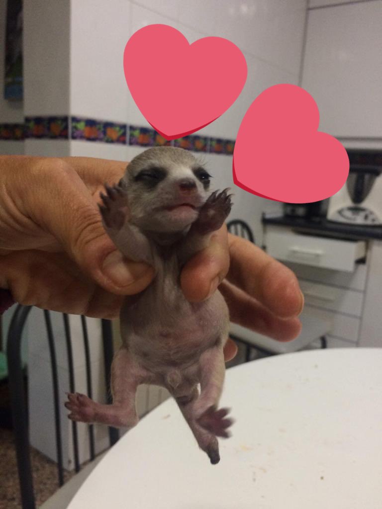 Granja El Palomar (@granja_palomar) on Twitter photo 