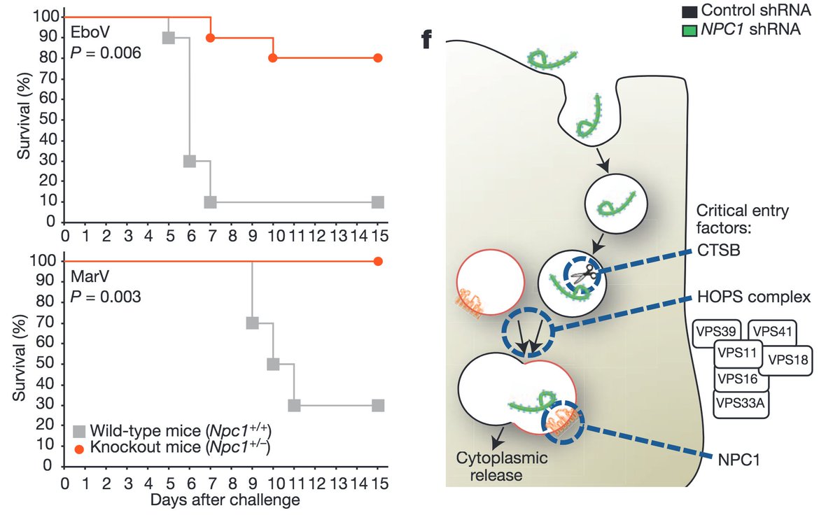 Journal Of Lipid Research Same Reference The Drug Ua Which Inhibits Npc1 And Mimics The Npc Lysosomal Storage Phenotype Inhibits Replication Of Hiv Strains Seemingly Independent Of Their Tropism If