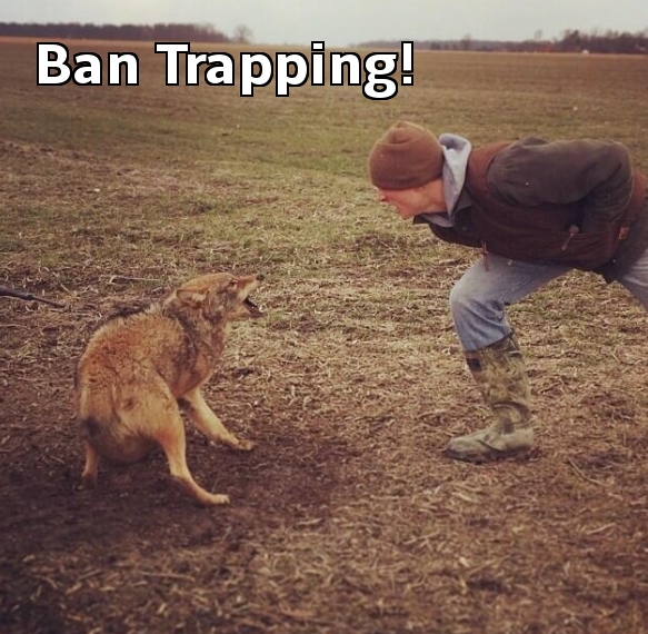 NHCART's tweet photo. This is what highly regulated conservation from trappers looks like. We had a chance to address this, but only 45 NH Reps voted in favor of HB 1504 to study trapping in NH. Where is the compassion?! #BanTrapping #NHPolitics #TrappingIsNOTConservation https://t.co/Su4vtDXUNd