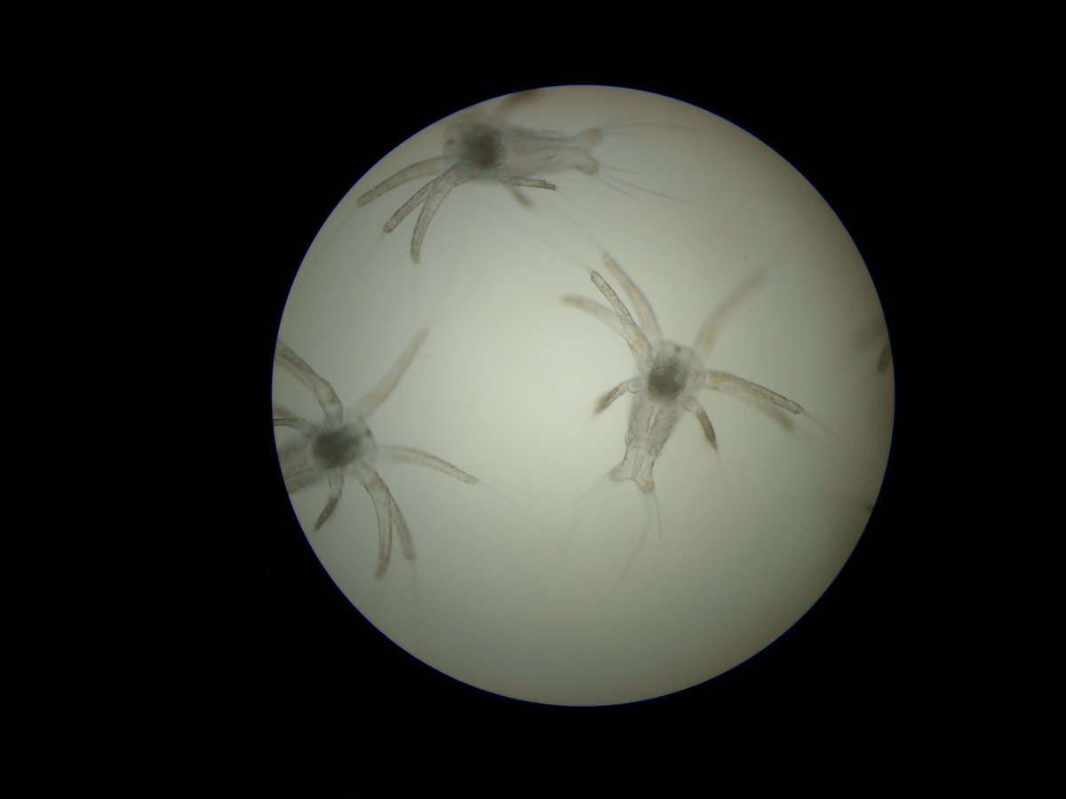 aguabseafood's tweet photo. It´s #biotechtuesday!👩🔬Here is a photo of our home-grown nauplius larva, the first, free-swimming planktonic larva of most marine and some freshwater crustaceans🦐 https://t.co/eNBdzK7EZW