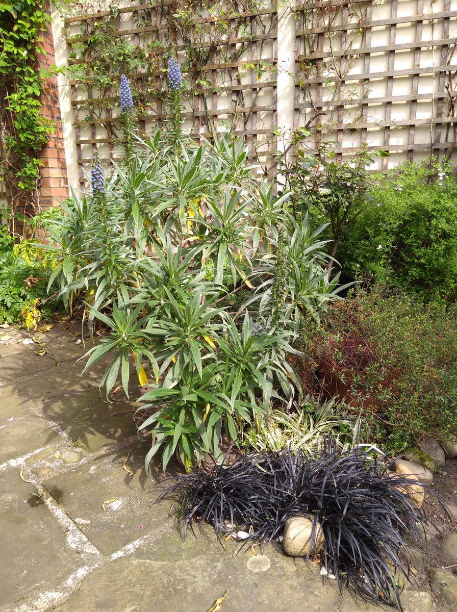 Didsbury Open Gardens 2020 didsburyopengardens.org/2020/04/21/did…