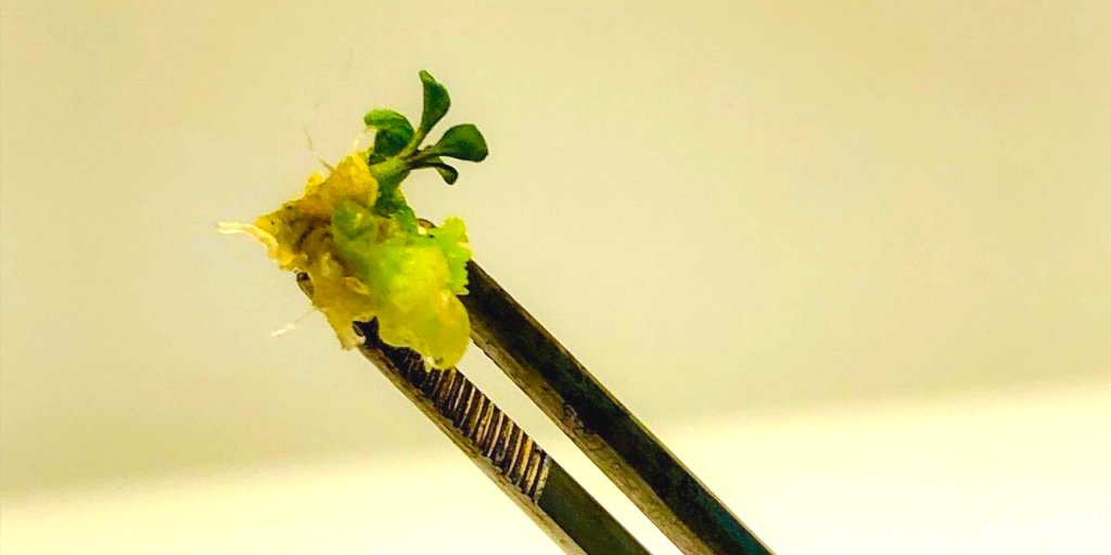 CnSeeds's tweet photo. Our breeding team are busy with Wild Rocket anther culture! We are looking forward to seeing the outcome of their hard work in our future breeding lines.
#cnseeds #plantbreeding #lablife #breedinglines #wildrocket #wildrockets #antherculture #plantscience https://t.co/TegZ0JFuqi