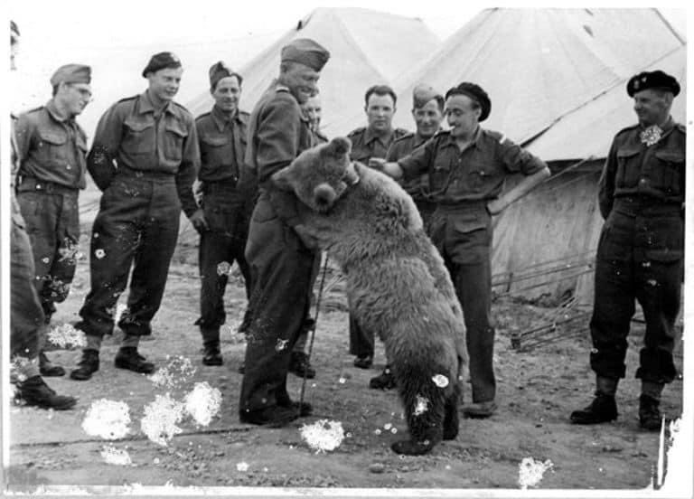 Histoire | Wojtek l'ours de la 22e compagnie de ravitaillement d'artillerie.Wojtek était un ours brun syrien acheté dans une gare par un jeune soldat polonais pendant la Seconde Guerre mondiale est devenu plus tard un soldat officiel de l'armée polonaise.