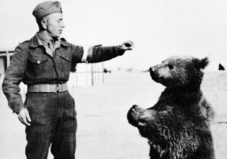 Histoire | Le jeune ours qui était nourri par les soldats a été enrôlé et a reçu le grade de soldat. On dit qu’il aimait boire de la bière et manger des cigarettes. Wojtek était dans la 22e compagnie de ravitaillement d'artillerie.