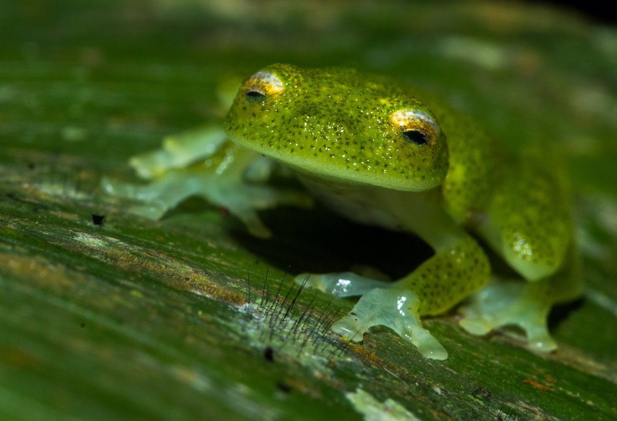 I really like frogs, and this Santa Cecelia Glass Frog (Teratohyla midas) is extra cute