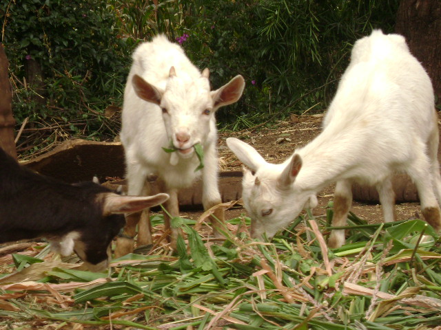 Goat project to African women #elyonfriends #elyontours