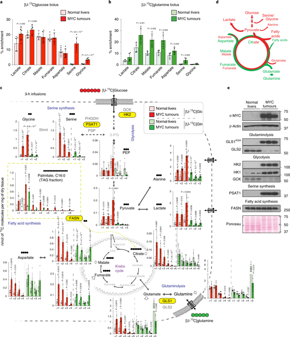 Nature Metabolism on "Online now! Identifying strategies to target the metabolic flexibility of tumours https://t.co/U6e23ij0Nd https://t.co/lOOqwr2PH7" / Twitter