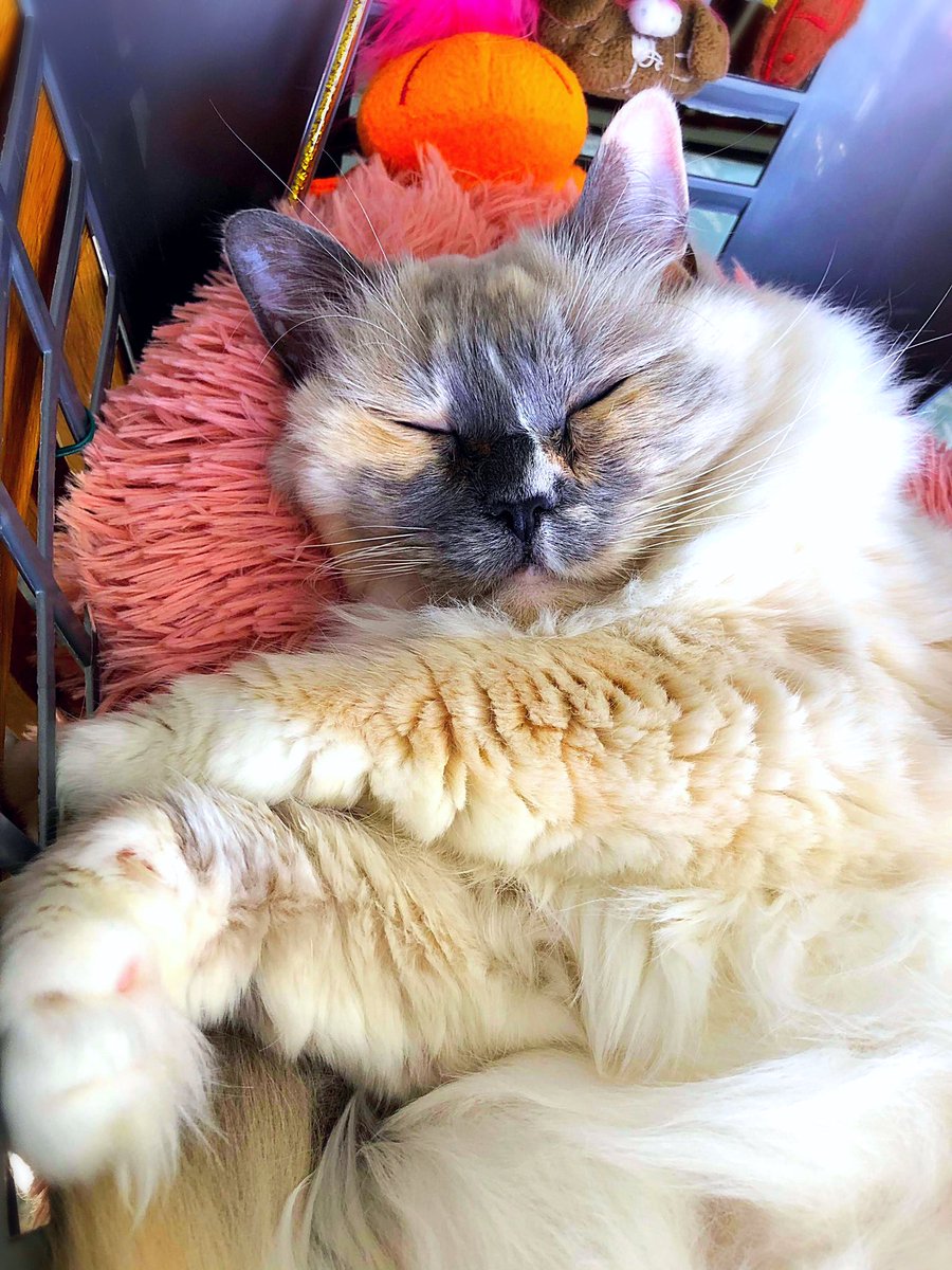 Betty_Boo_Kat's tweet photo. A hard day cleaning deserves a little relaxation 💖😻💖 #ToeBeanTuesday this is today’s entry fur my #kittynoseweek @JacksonCallme 🐾 https://t.co/KZsaRhXOPS