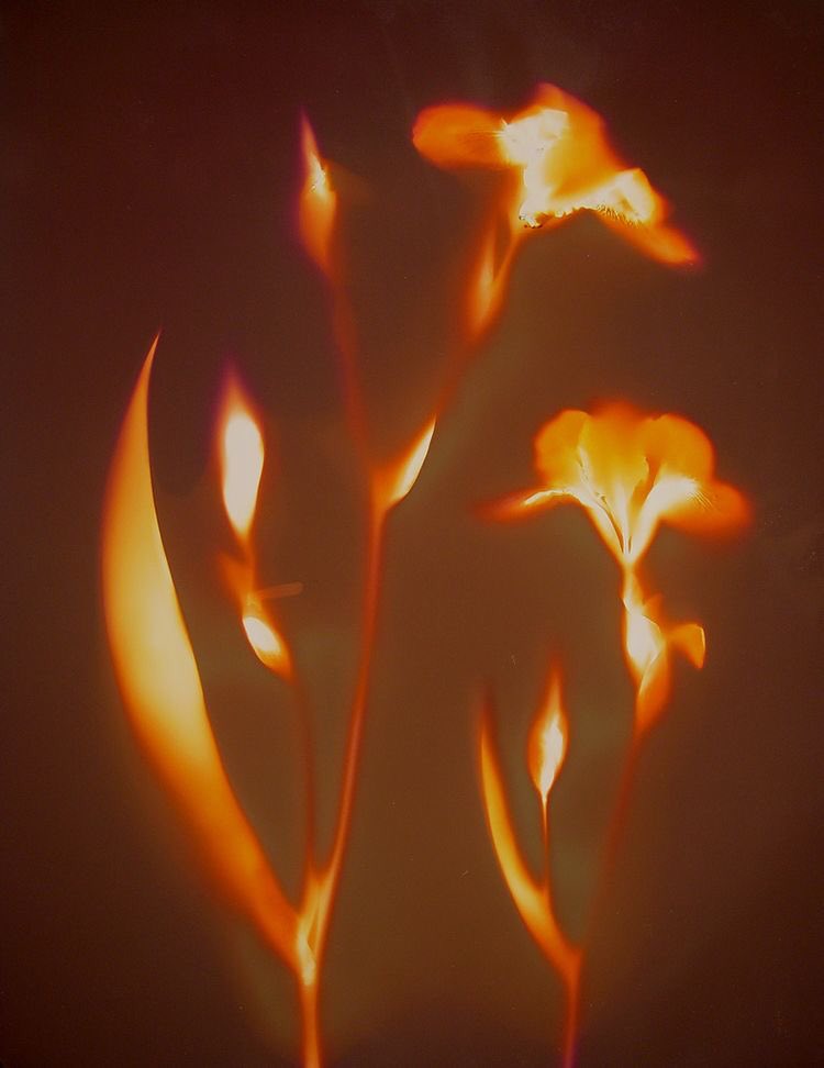 karinasworId's tweet image. Lumen prints made with expired photographic paper