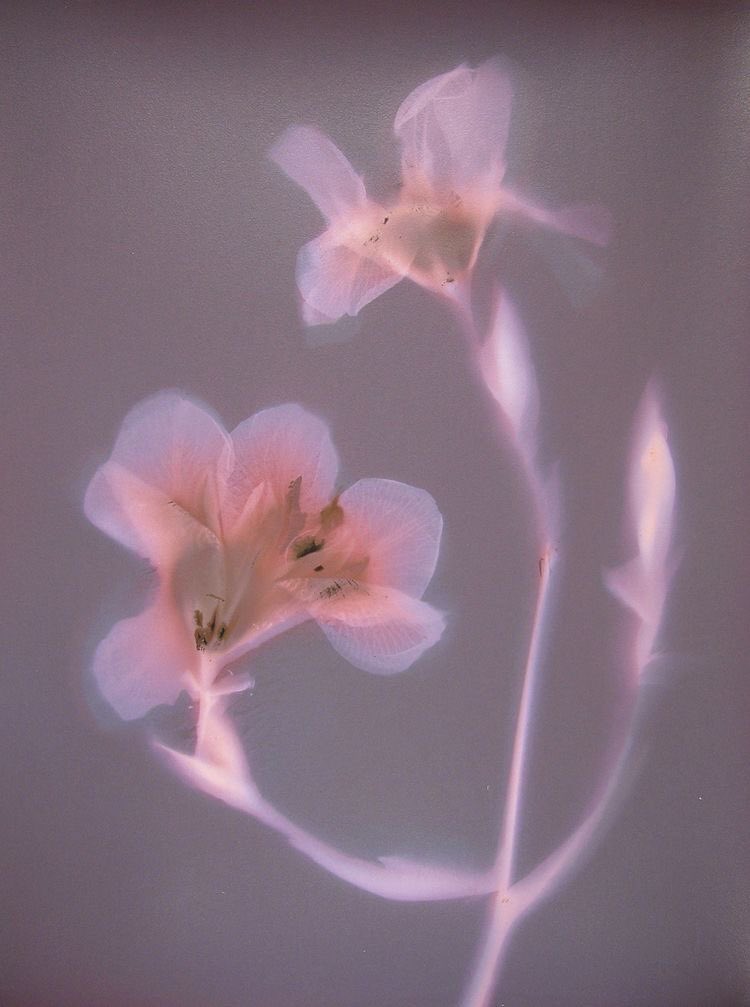 karinasworId's tweet image. Lumen prints made with expired photographic paper