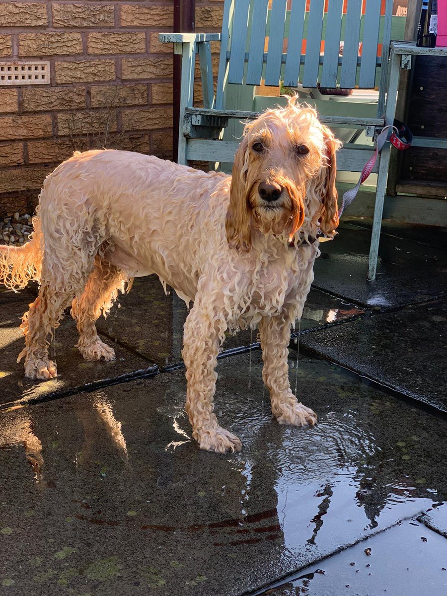 OllieCockapoo tweet picture