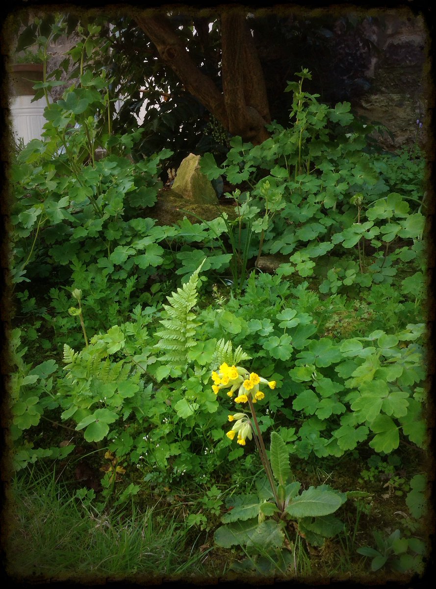 In Laburnum Howe, all the weans of the fair folk know NOT TO STRAY PAST THE COWSLIP, for the Stones are the domain of spirits elder even than their kin. The only real threat now is the wayward teen faeries,of course, drinking teeny cans of lager and smoking spliffs of an evening.