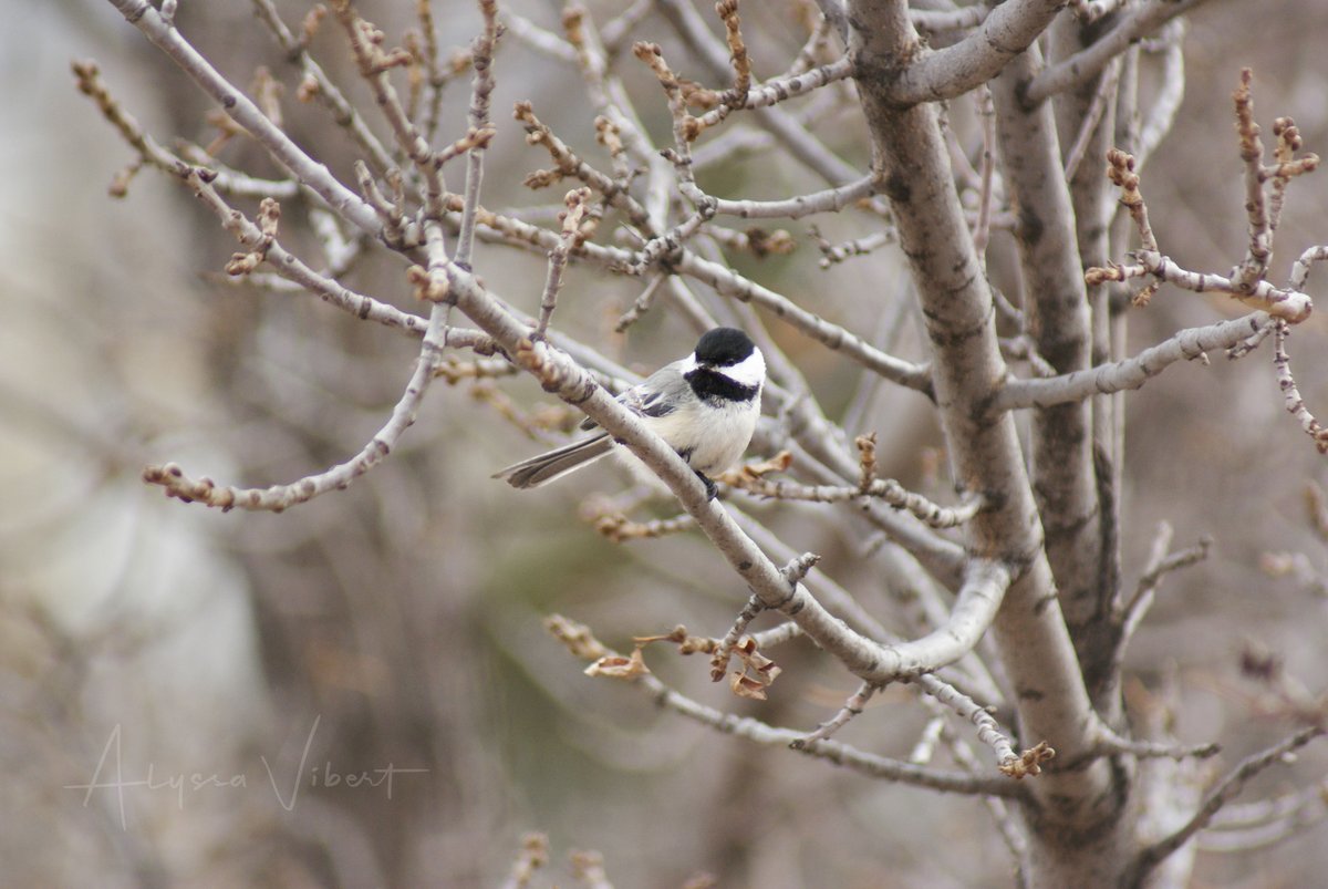 AlyssaVibert's tweet photo. The only visitors we have had in over a month, and we are graced with their presence from the safety and comfort of our balcony...😊
 
#blackcappedchickadee #poecileatricapillus #birdphotography 

📸 by yours truly
📍Saskatoon, SK, Canada https://t.co/XBWK5tzlV6