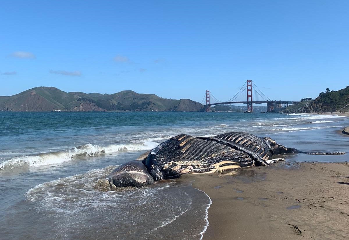 TMMC's tweet photo. This morning our scientists and partners performed a partial necropsy on a severely decomposed juvenile female humpback whale @GGNRA’s Baker Beach. https://t.co/BOlci8K4Up