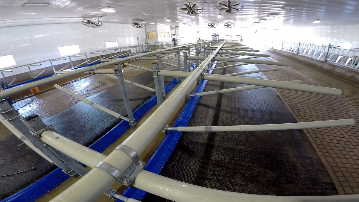 iBarnInc's tweet photo. This new barn on Prince Edward Island is outfitted with @GreyFlexDairy stalls &amp; #HelioLED Lighting. Farmers like the fact that they can provide #CowComfort, without lighting their whole barn up with primary colours!
#GreyFLEX #SpotOfColour #HybridStall https://t.co/h6hi9w2EhO