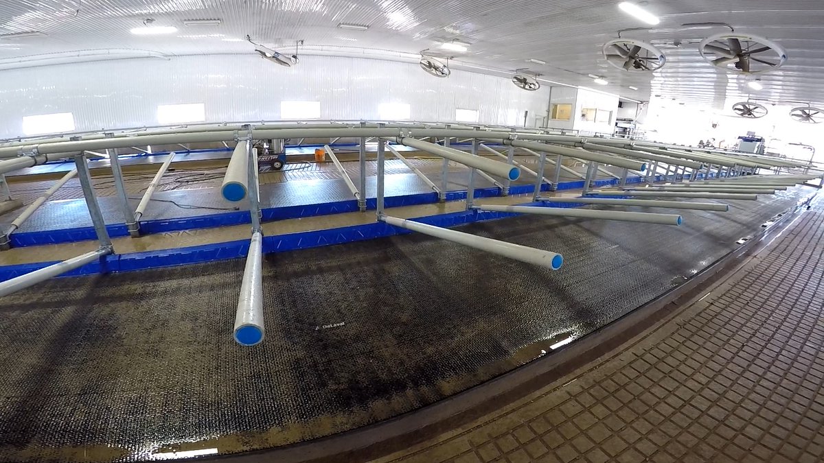 iBarnInc's tweet photo. This new barn on Prince Edward Island is outfitted with @GreyFlexDairy stalls &amp; #HelioLED Lighting. Farmers like the fact that they can provide #CowComfort, without lighting their whole barn up with primary colours!
#GreyFLEX #SpotOfColour #HybridStall https://t.co/h6hi9w2EhO