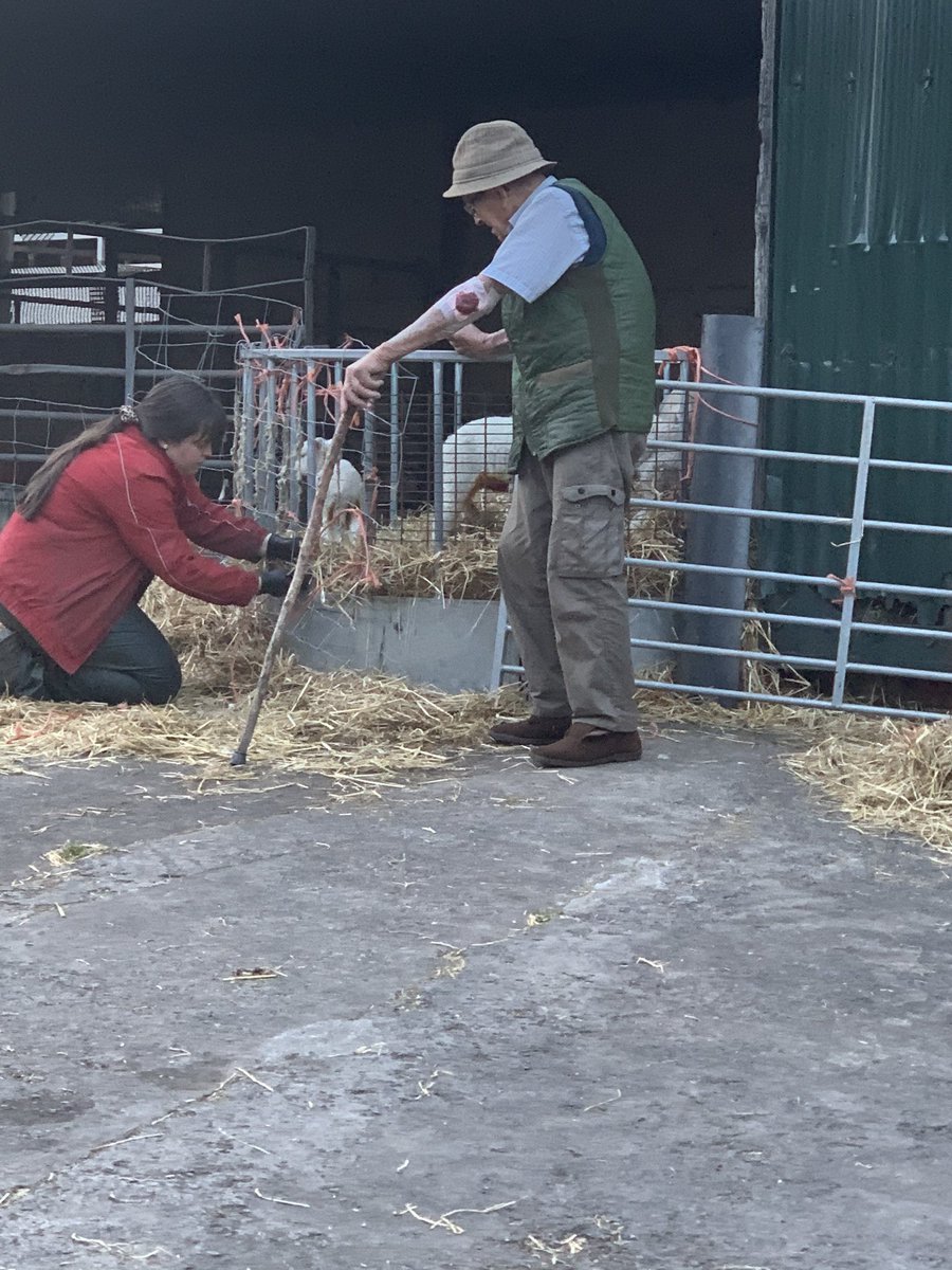 A bit of family fencing, an orphan lamb being kissed by the rescued sprocker, the young filly taking direction off the Old Grandmaster. All this makes our home a happy one and boy do I count my blessings for it 💕💕💕💕. #WeAreWelshFarming #FamilyFarm  #FarmersWife