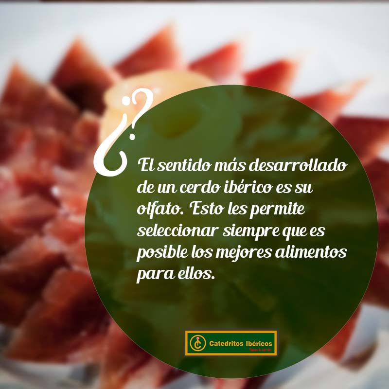 Catedritos Ibéricos tweet media
