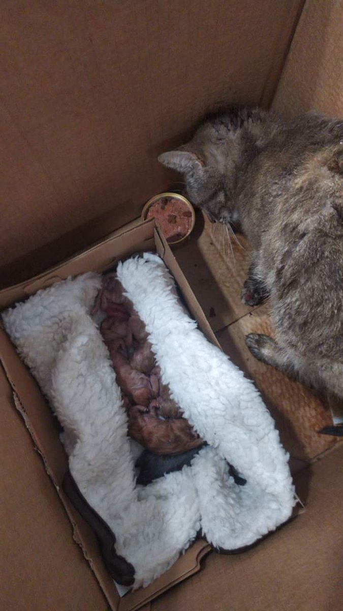 LaAnimales's tweet photo. Esta gatita estaba pariendo en la calle y la han atropellado tiene un bebé dentro atravesado, se morirá y sus bebés están frío ella no puede, ayuda por favor, difundir
 En sevilla   648 20 16 68💜💜💜💜💜💜💜YA TIENEN ACOGIDA Y VA AL VETE...A VER K PASA💜💜💜💜💜💜💜💜💜💜 https://t.co/fNNQdphWwe
